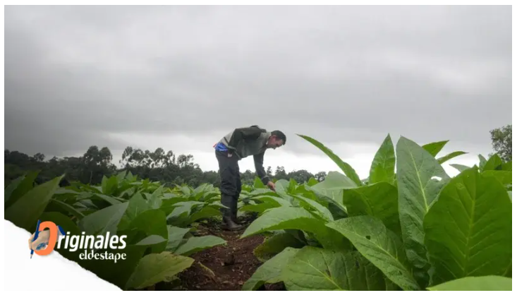 La eliminación del Prodaf, otro golpe a los pequeños productores
