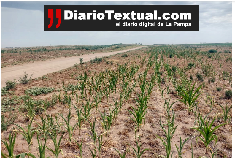 Ampliaron la emergencia por sequía en La Pampa: 12 millones de hectáreas afectadas