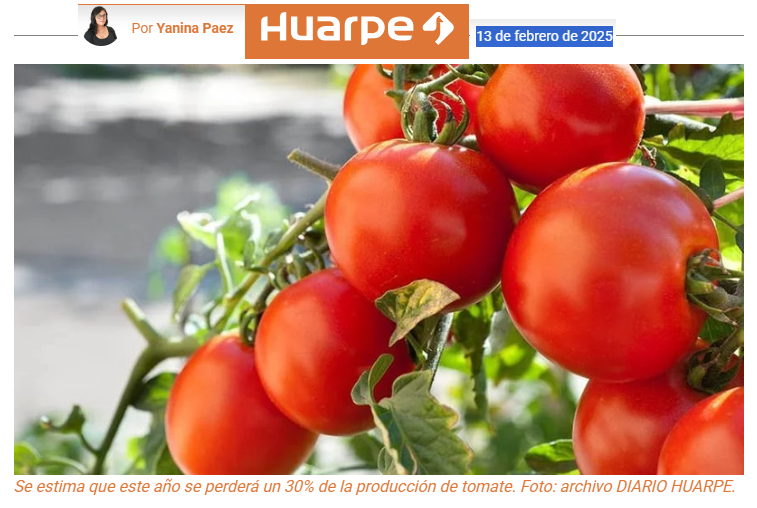 Crisis en el sector tomatero: pérdida de producción y empleos en riesgo