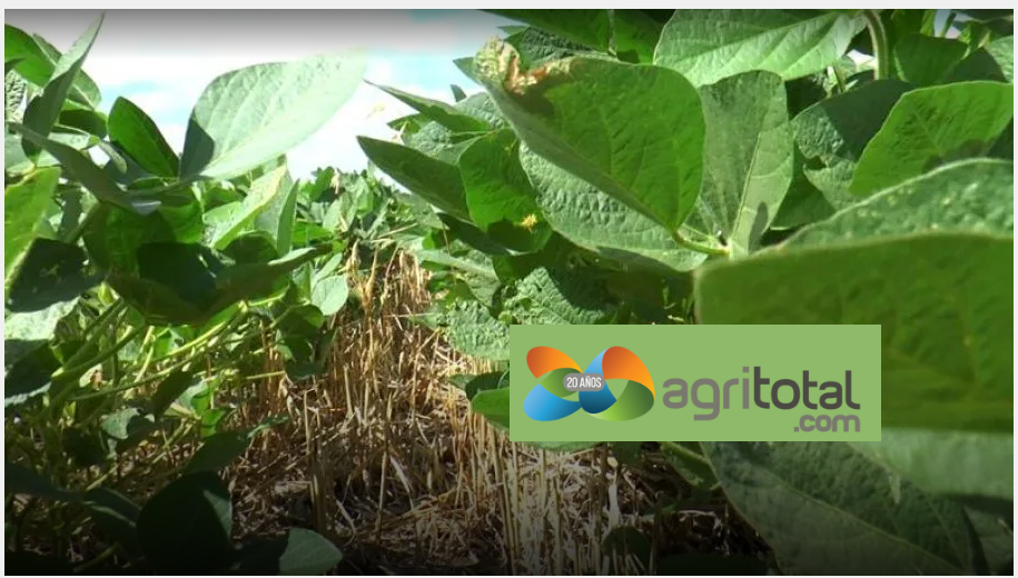 En la campaña 2024/25, la superficie sembrada con soja de primera en Entre Ríos alcanza las 700.000 ha.