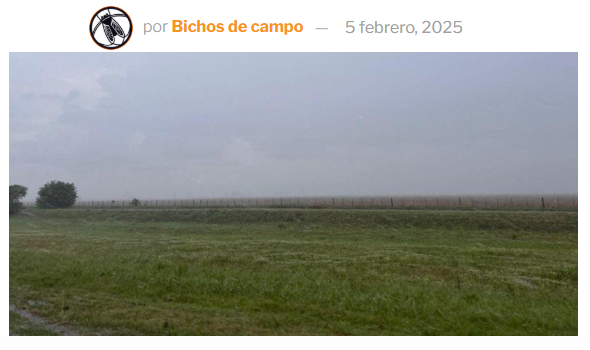 ¡Un alivio para la soja! Llegaron lluvias “parejas” y se registran acumulados de 80 milímetros en la zona núcleo