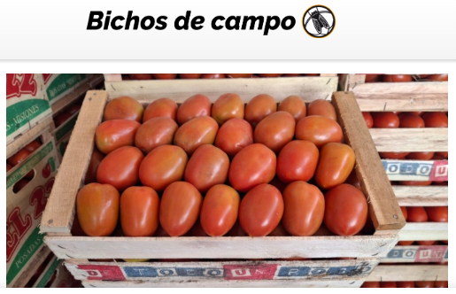 Estalló la crisis del tomate en el norte argentino: Sobra producción, cayó el consumo, suben los costos, compite la importación y a los productores locales a veces no les conviene ni cosecharlo