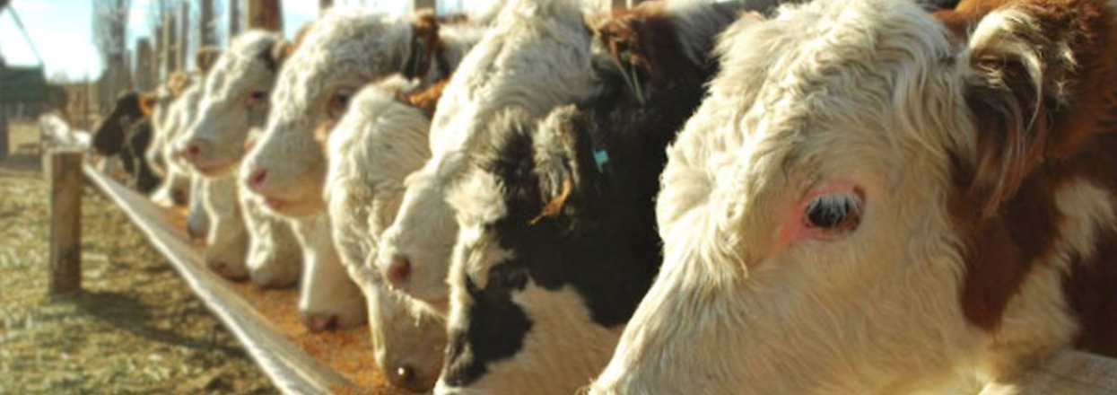 Ganadería y producción animal: una crisis signada por el ajuste y la expulsión de pequeños productores