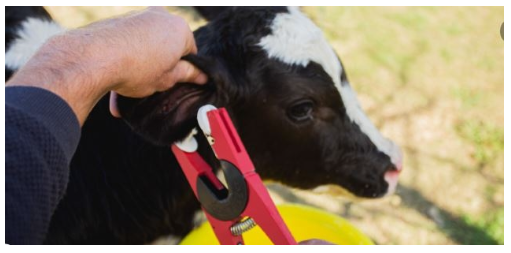Declarado en rebeldía, el ganadero Carlos Baravalle avisa que no va a poner caravanas electrónicas a sus terneros y explica los motivos: “Es trasladarle un costo al criador sin un beneficio”