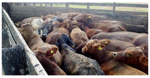 Efecto rebeldía: Ya son más de 500 los productores que firmaron un petitorio para que la caravana electrónica no sea obligatoria sino optativa