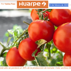 Crisis en el sector tomatero: pérdida de producción y empleos en riesgo
