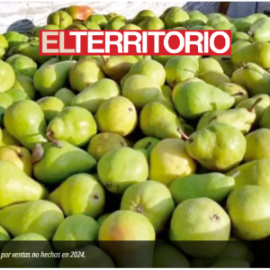 Peras y manzanas del Sur, al borde del descarte masivo por bajos precios