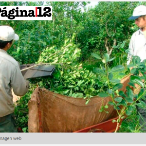 Efecto Milei: yerba for export, caída de ingresos y éxodo de trabajadores a Brasil