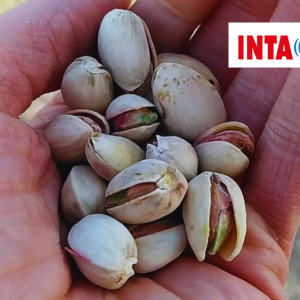 El INTA realizó la primera zonificación agroclimática del pistachero