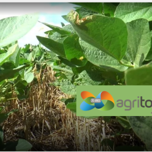En la campaña 2024/25, la superficie sembrada con soja de primera en Entre Ríos alcanza las 700.000 ha.