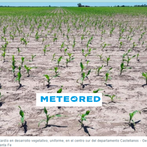 Hace casi un mes que no llueve en zona núcleo y se agrava la condición de los cultivos en el campo argentino