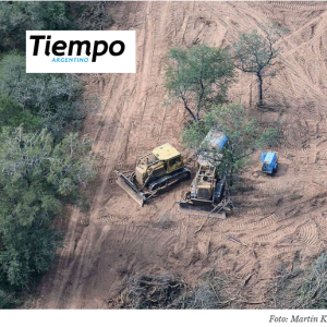 La topadora avanza: las provincias del norte entregan los bosques nativos