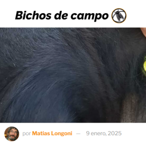 Bichos lo anticipó y está sucediendo: Por la pésima licitación convocada por Juan Pazo, las empresas argentinas de caravanas se quedaron sin mercado y comenzaron a despedir gente