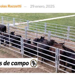 Se adelantó la tendencia a la suba del ganado: Los precios treparon 10% en Cañuelas y superaron el techo de 3.000 pesos por kilo vivo