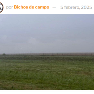 ¡Un alivio para la soja! Llegaron lluvias “parejas” y se registran acumulados de 80 milímetros en la zona núcleo