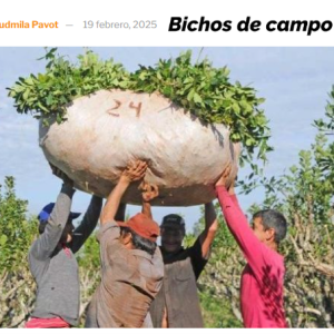 Escalan las protestas de los yerbateros misioneros: Estiman que marzo “será un mes definitorio” en las negociaciones del precio porque la industria no contará con stock suficiente