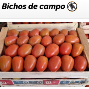 Estalló la crisis del tomate en el norte argentino: Sobra producción, cayó el consumo, suben los costos, compite la importación y a los productores locales a veces no les conviene ni cosecharlo