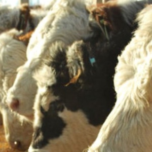 Ganadería y producción animal: una crisis signada por el ajuste y la expulsión de pequeños productores