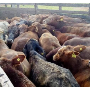 Efecto rebeldía: Ya son más de 500 los productores que firmaron un petitorio para que la caravana electrónica no sea obligatoria sino optativa