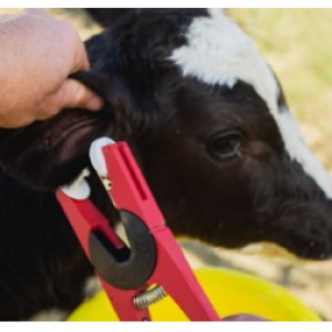 Declarado en rebeldía, el ganadero Carlos Baravalle avisa que no va a poner caravanas electrónicas a sus terneros y explica los motivos: “Es trasladarle un costo al criador sin un beneficio”