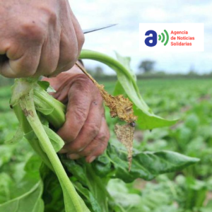Bases Federadas, la nueva entidad en la Mesa Agroalimentaria: «Es necesario impulsar a los pequeños productores»